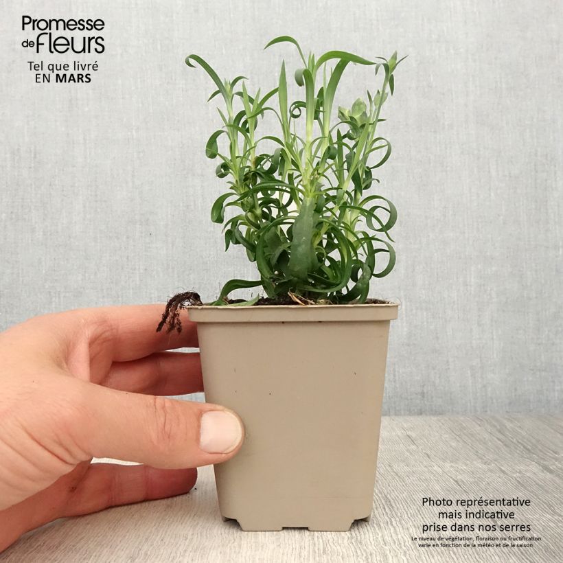 Exemplaar van Anjer Sunflor Evert - Dianthus Kweekpotje van 8/9 cm zoals geleverd in de lente