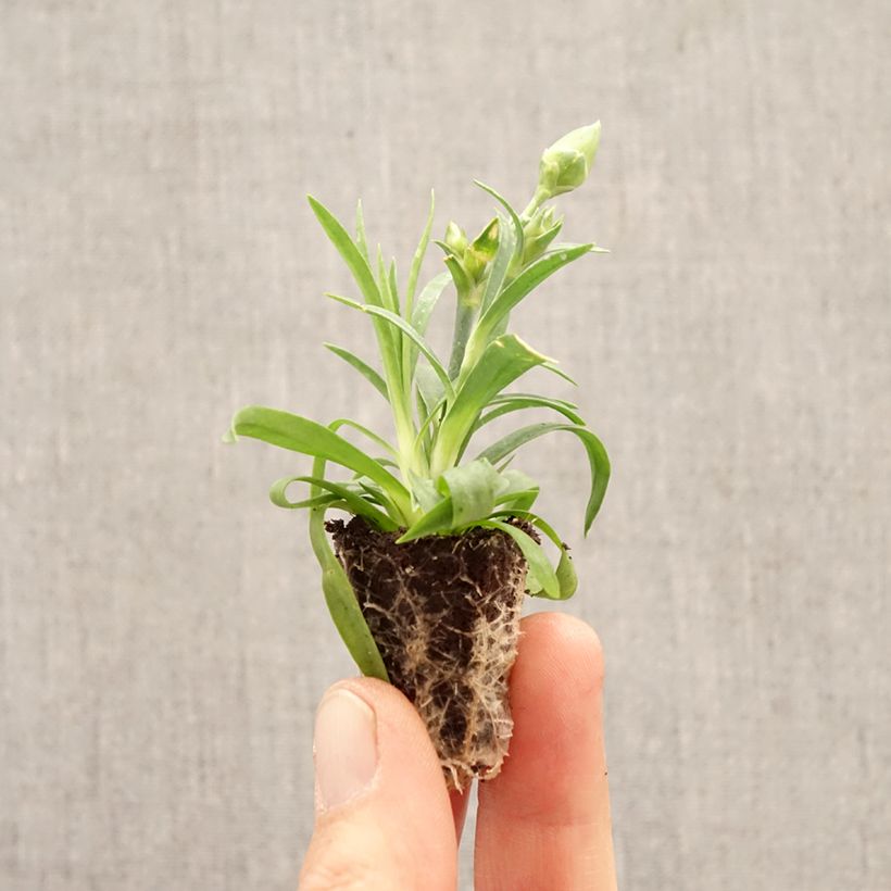 Exemplaar van Anjer Sunflor Evert - Dianthus Mini-mot Ø 1,5/2,5 cm zoals geleverd in de lente