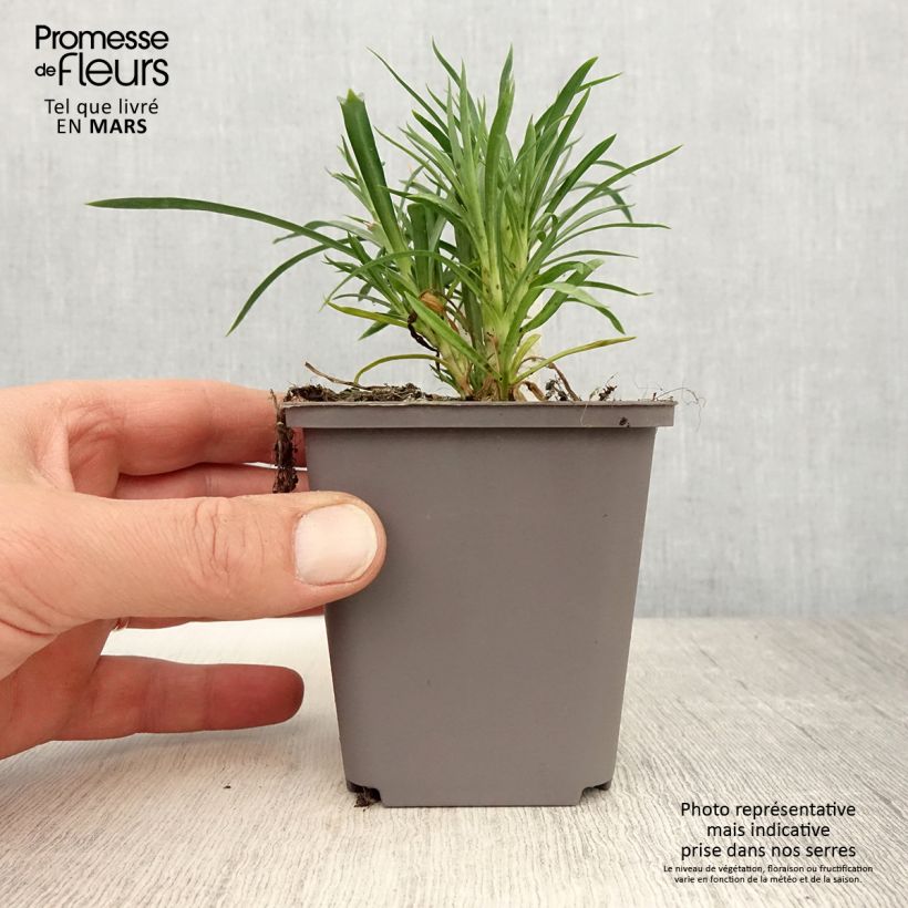 Exemplaar van Dianthus Sunflor Red Esta - Grasanjer Kweekpotje van 8/9 cm zoals geleverd in de lente