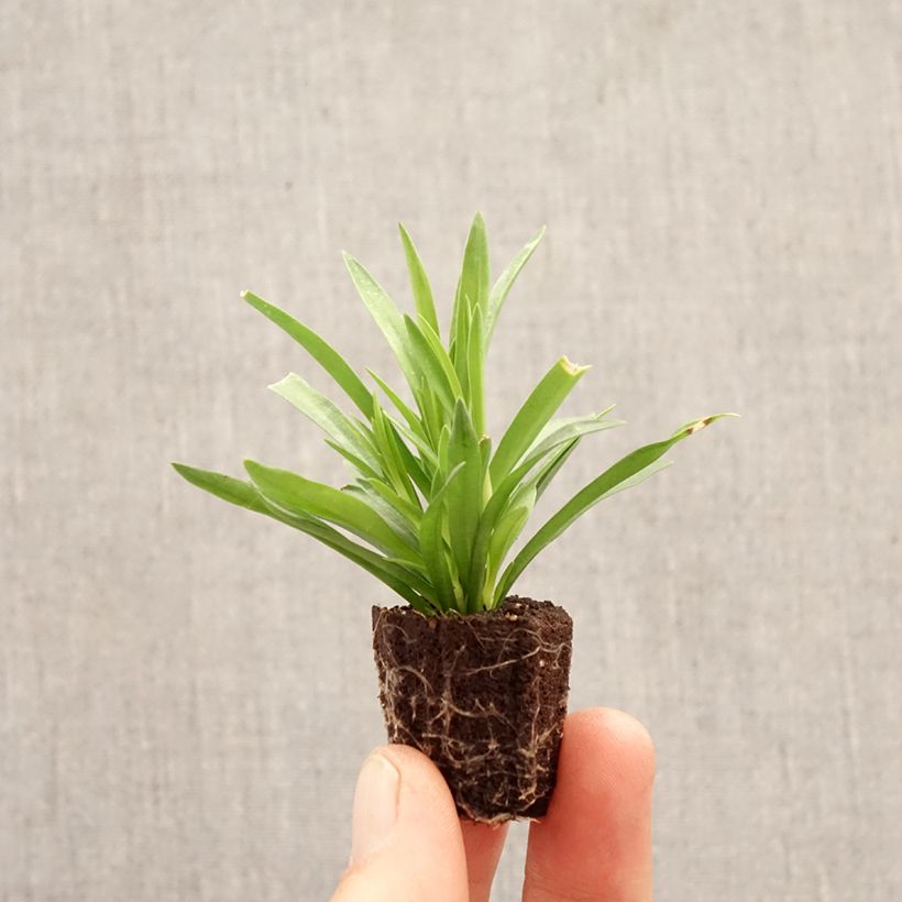 Exemplaar van Dianthus Sunflor Red Esta - Grasanjer Mini-mot Ø 1,5/2,5 cm zoals geleverd in de lente