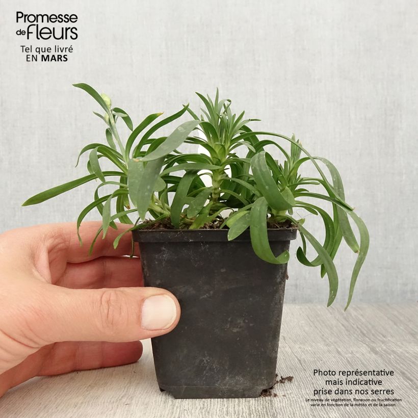 Exemplaar van Anjer Sunflor Sinclair - Dianthus Kweekpotje van 8/9 cm zoals geleverd in de lente