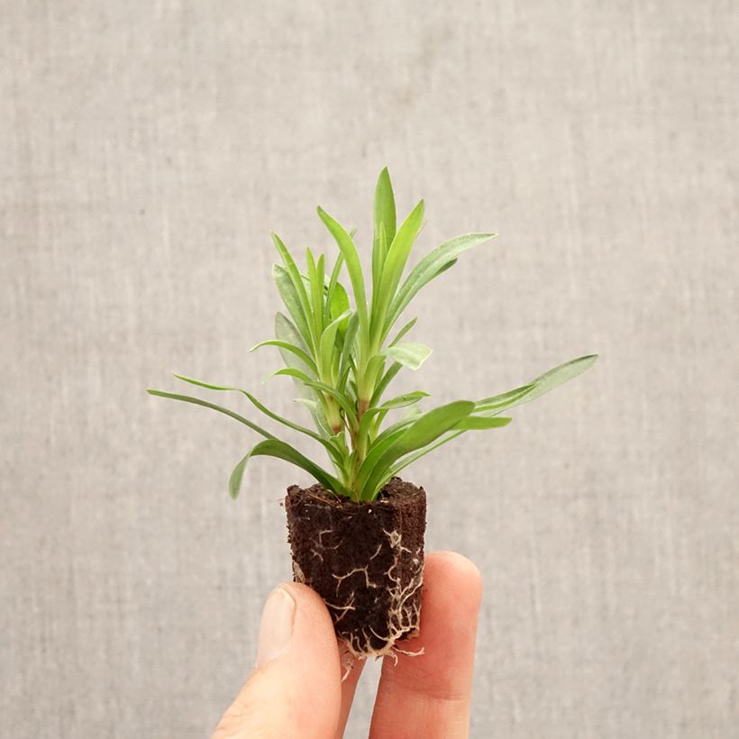 Exemplaar van Anjer Sunflor Sinclair - Dianthus Mini-mot Ø 1,5/2,5 cm zoals geleverd in de lente