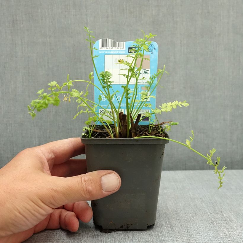 Exemplaar van Oenanthe aquatica - Watertorkruid Kweekpotje van 8/9 cm zoals geleverd in de zomer