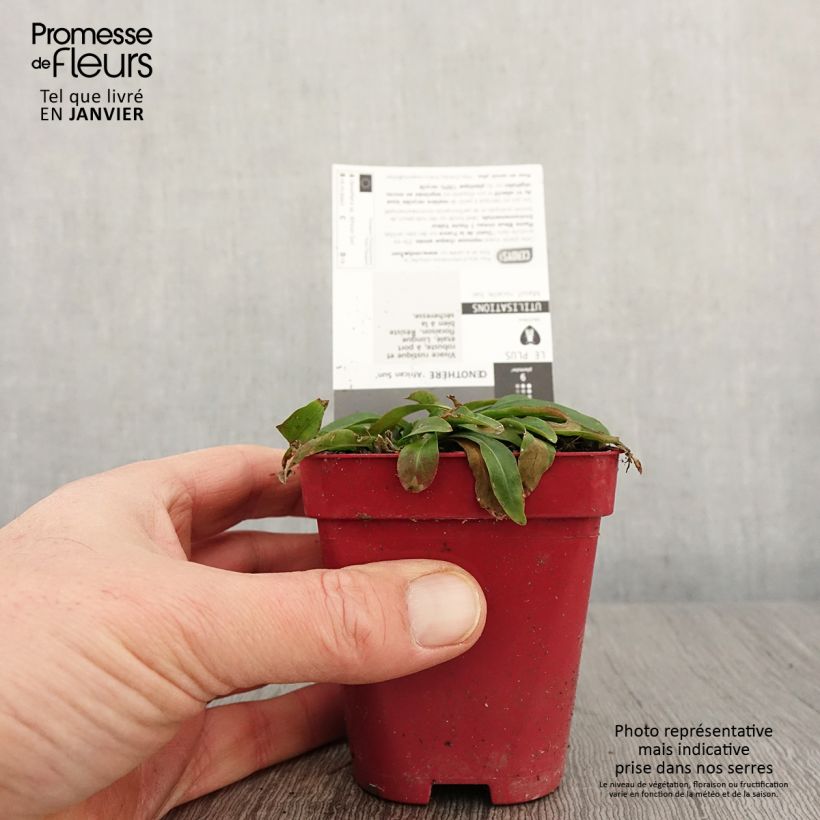 Exemplaar van Oenothera African Sun - Teunisbloem Kweekpotje van 8/9 cm zoals geleverd in de winter