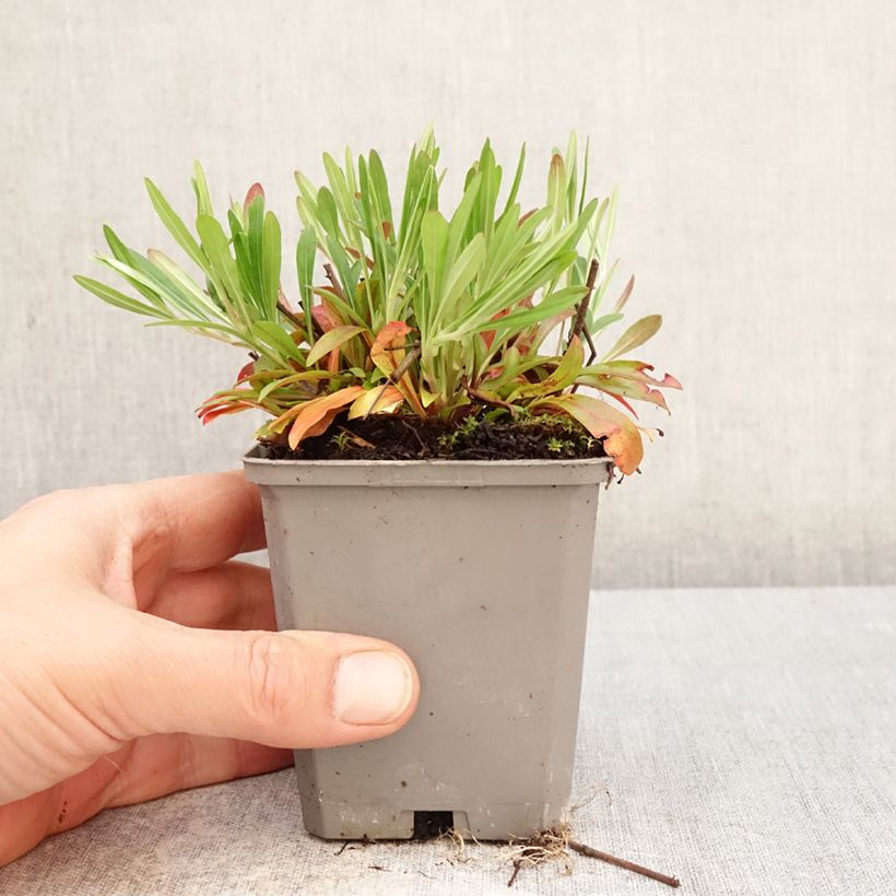 Exemplaar van Oenothera African Sun - Teunisbloem Kweekpotje van 8/9 cm zoals geleverd in de lente