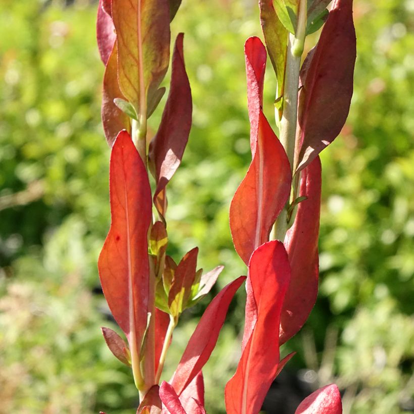 Oenothera fruticosa Hohes Licht - Teunisbloem (Blad)