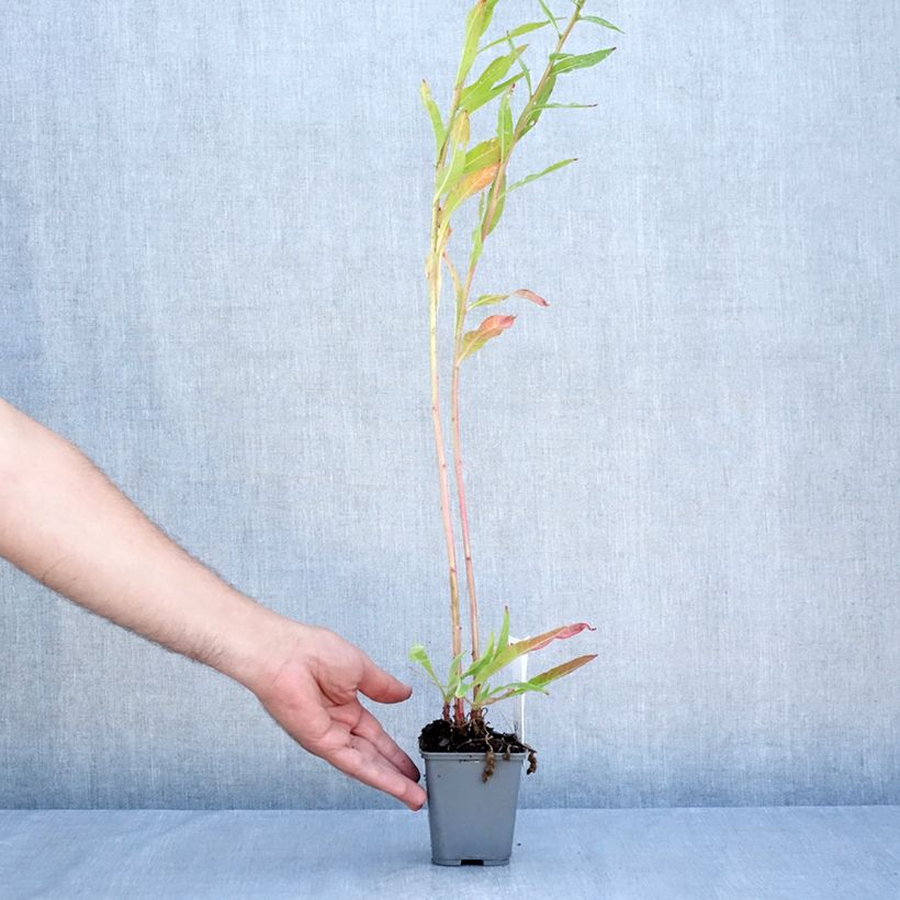 Exemplaar van Oenothera glazioviana - Grote teunisbloem Kweekpotje van 8/9 cm zoals geleverd in de zomer