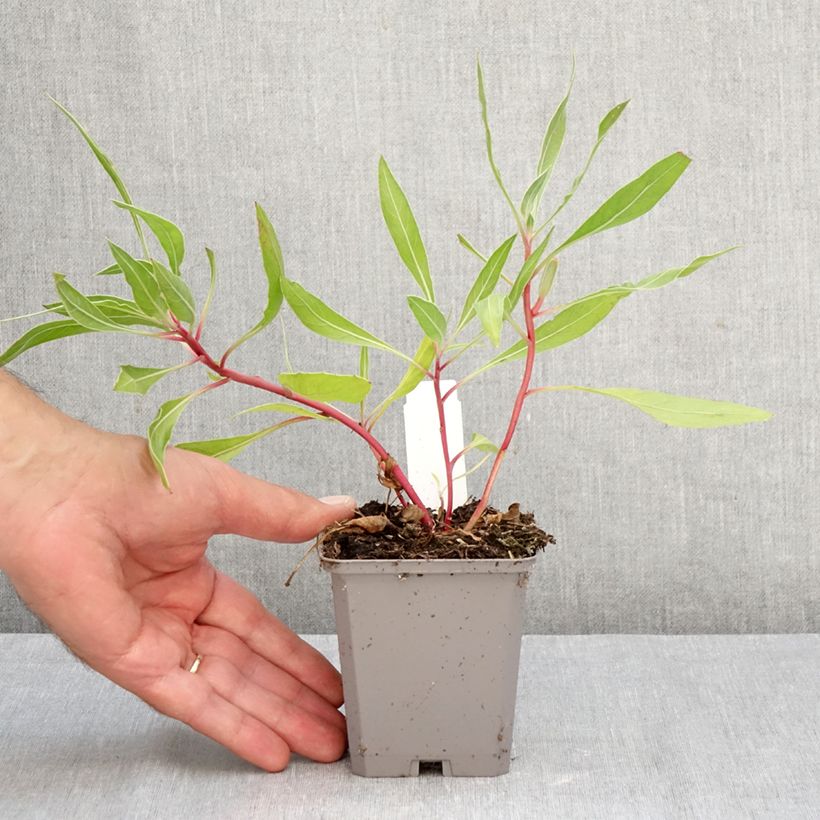 Exemplaar van Oenothera missouriensis - Teunisbloem Kweekpotje van 7/8 cm zoals geleverd in de herfst