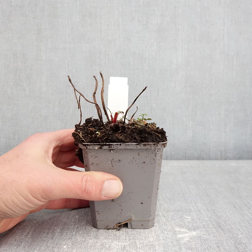 Exemplaar van Oenothera missouriensis - Teunisbloem Kweekpotje van 7/8 cm zoals geleverd in de winter