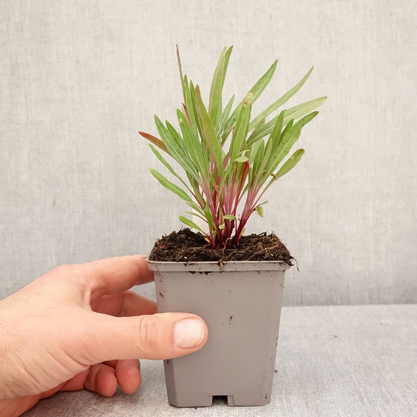 Exemplaar van Oenothera missouriensis - Teunisbloem Kweekpotje van 7/8 cm zoals geleverd in de lente