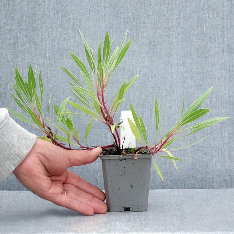 Exemplaar van Oenothera missouriensis - Teunisbloem Kweekpotje van 7/8 cm zoals geleverd in de zomer