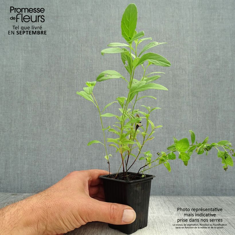 Exemplaar van Oenothera speciosa - Teunisbloem Kweekpotje van 7/8 cm zoals geleverd in de herfst
