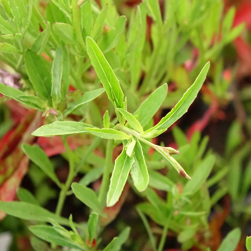 Oenothera speciosa Siskiyou - Teunisbloem (Blad)