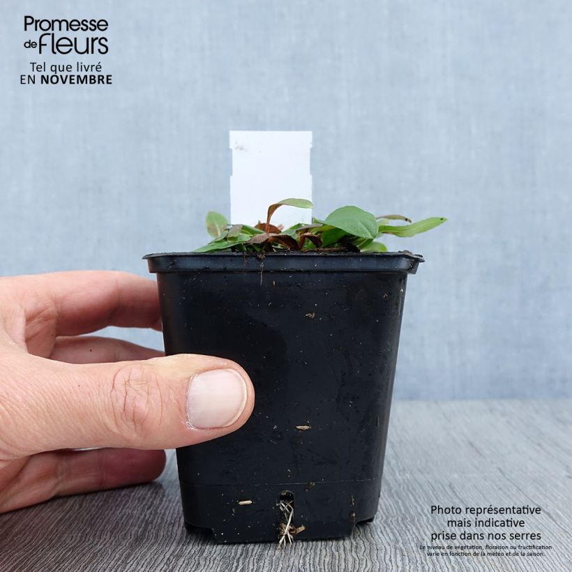Exemplaar van Oenothera tetragona - Teunisbloem Kweekpotje van 8/9 cm zoals geleverd in de herfst