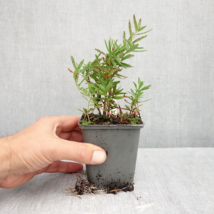 Exemplaar van Oenothera speciosa Twilight - Teunisbloem Kweekpotje van 8/9 cm zoals geleverd in de herfst
