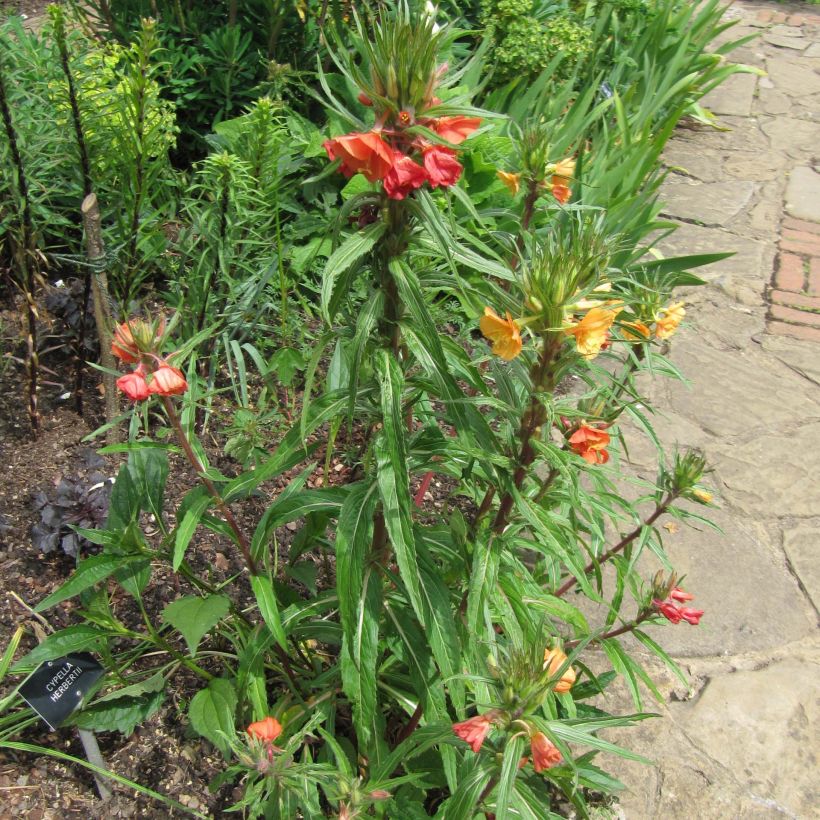 Oenothera versicolor - Teunisbloem (Groeiplaats)