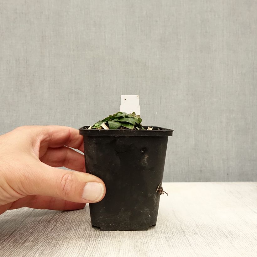 Exemplaar van Oenothera fruticosa Michelle Ploeger - Teunisbloem Kweekpotje van 8/9 cm zoals geleverd in de herfst