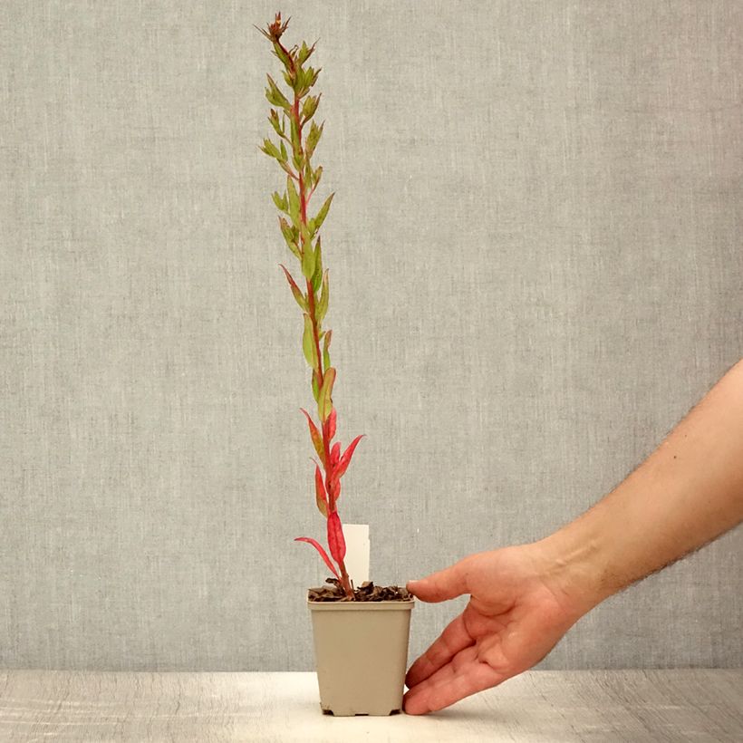 Exemplaar van Oenothera fruticosa Michelle Ploeger - Teunisbloem Kweekpotje van 8/9 cm zoals geleverd in de zomer