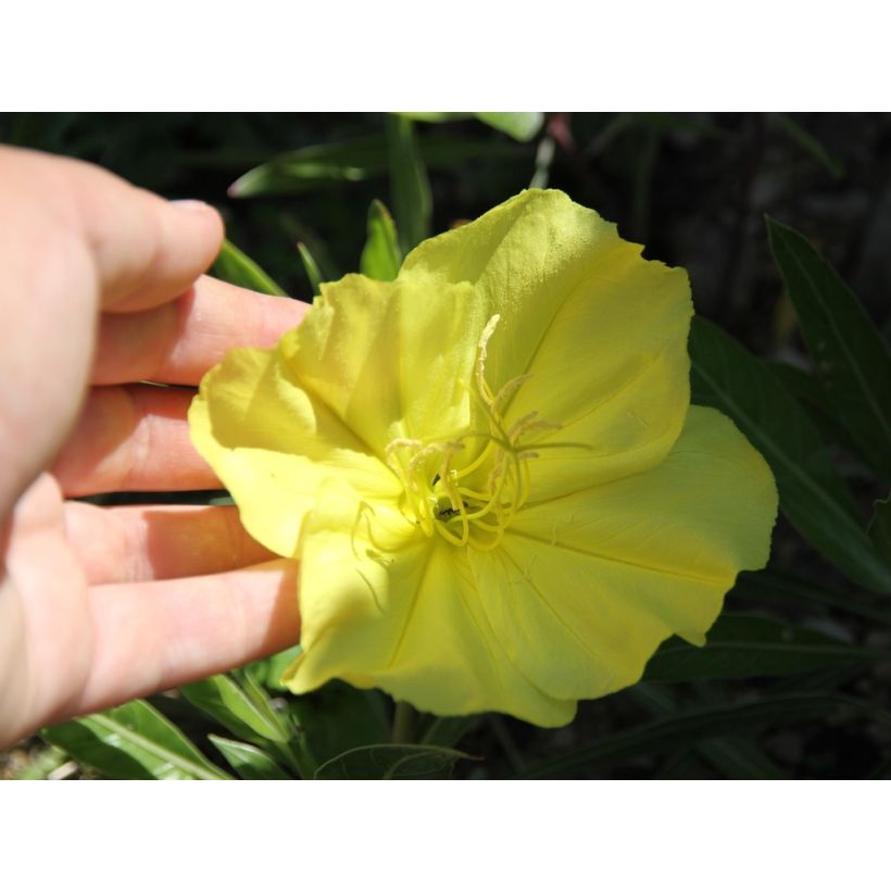 Oenothera missouriensis - Teunisbloem (Bloei)