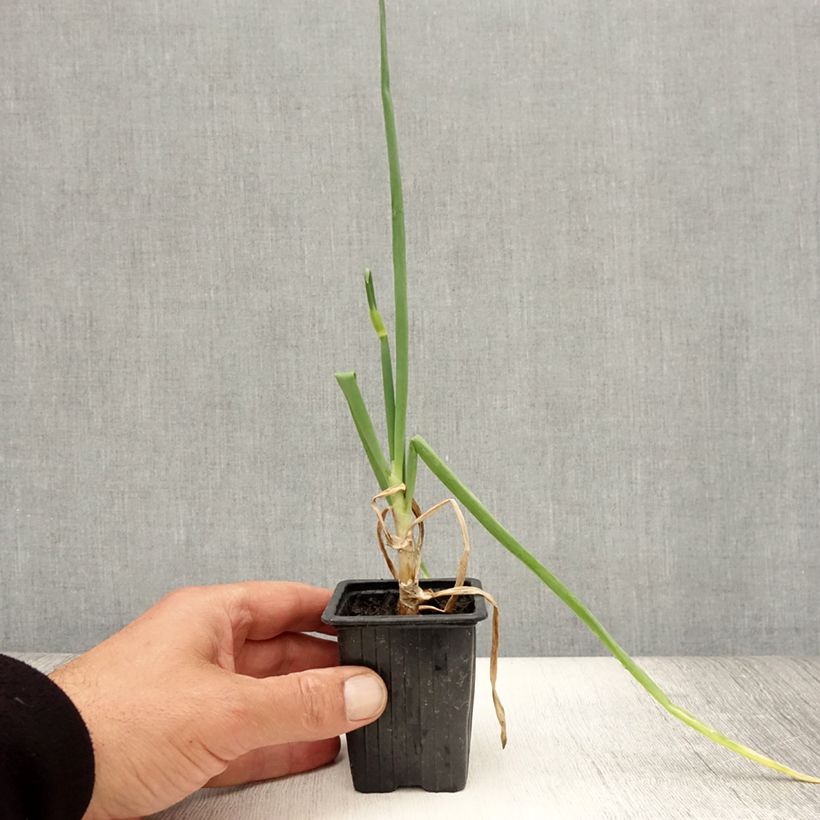 Exemplaar van Oignon rocambole - Allium cepa proliferum - Oignon d'Egypte Godet de 7/8 cm zoals geleverd in de zomer