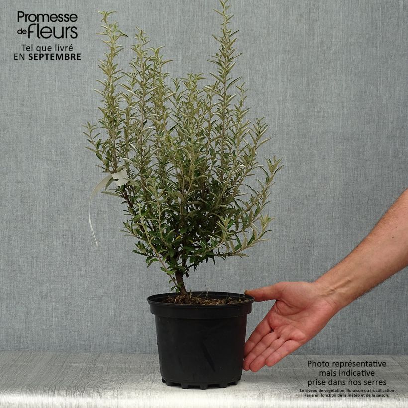 Exemplaar van Olearia scilloniensis - Madeliefjesstruik Pot van 3 l/4 l zoals geleverd in de herfst