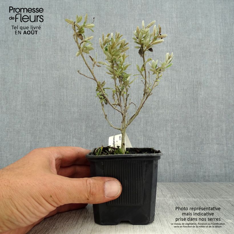 Exemplaar van Olearia Compacta - Madeliefjesstruik Kweekpotje van 8/9 cm zoals geleverd in de zomer