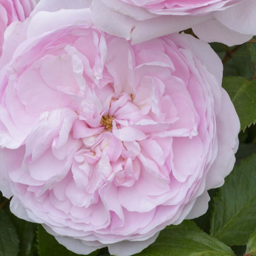 Rosa Olivia Rose Austin - Stamroos (Bloei)