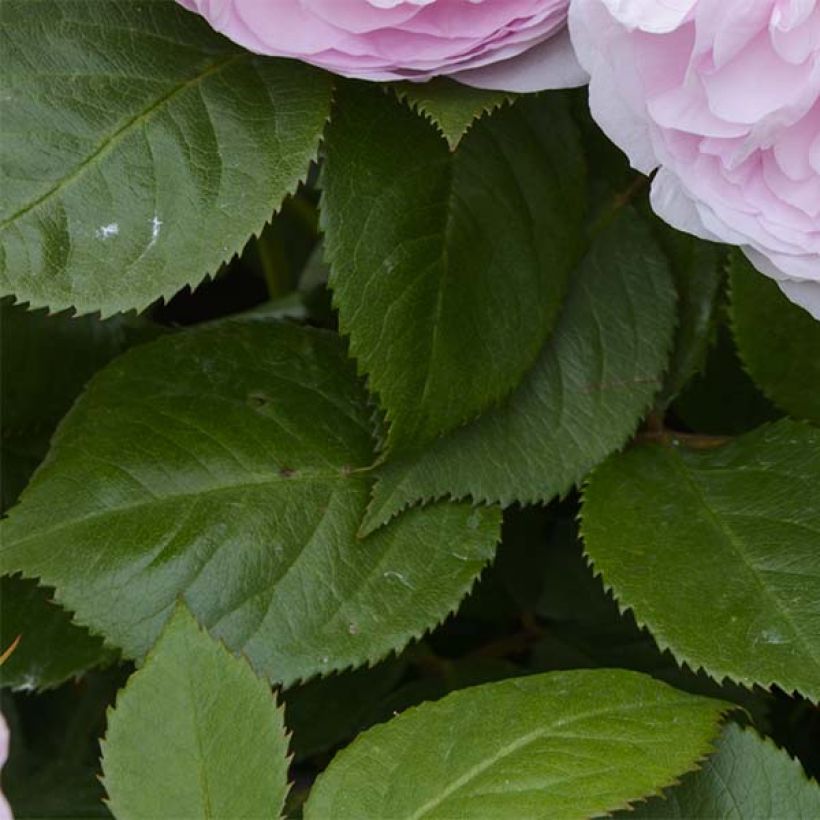 Rosa Olivia Rose Austin - Stamroos (Blad)