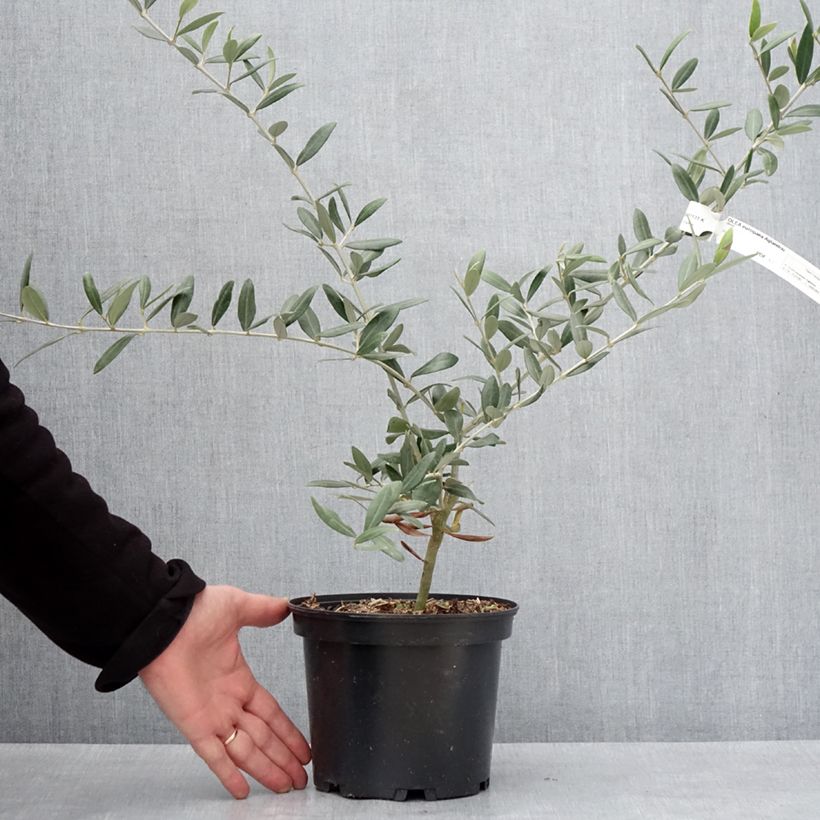 Exemplaar van Olijfboom Aglandau Pot van 3 l/4 l zoals geleverd in de winter