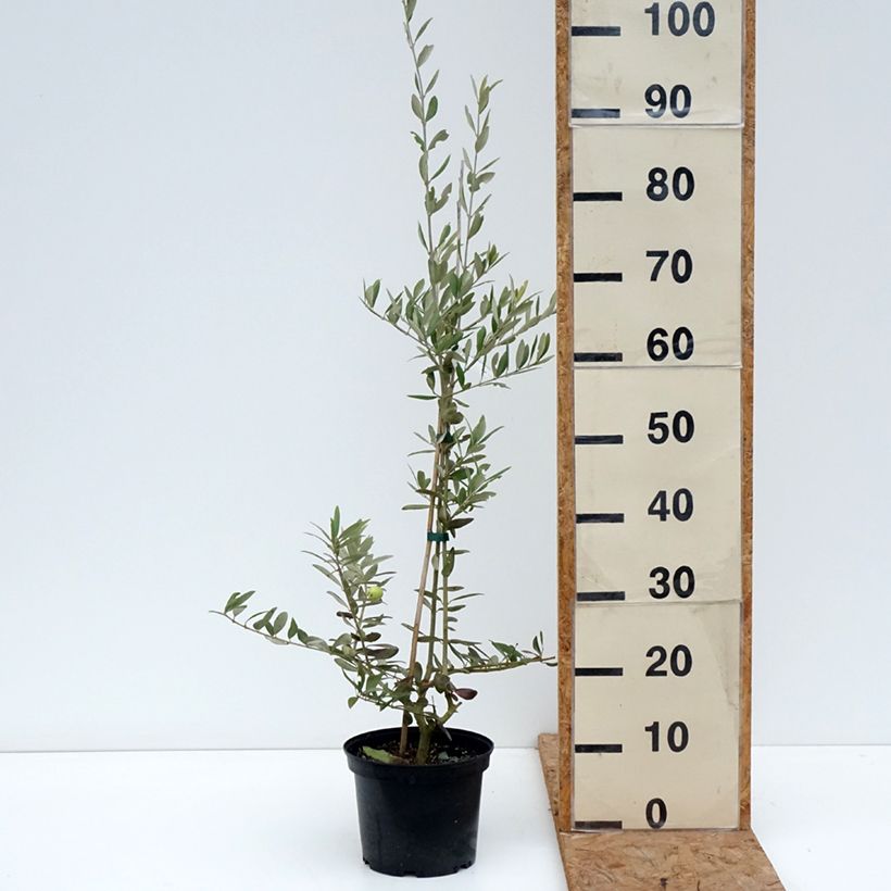 Exemplaar van Olijfboom Aglandau Pot van 4 l/5 l zoals geleverd in de herfst