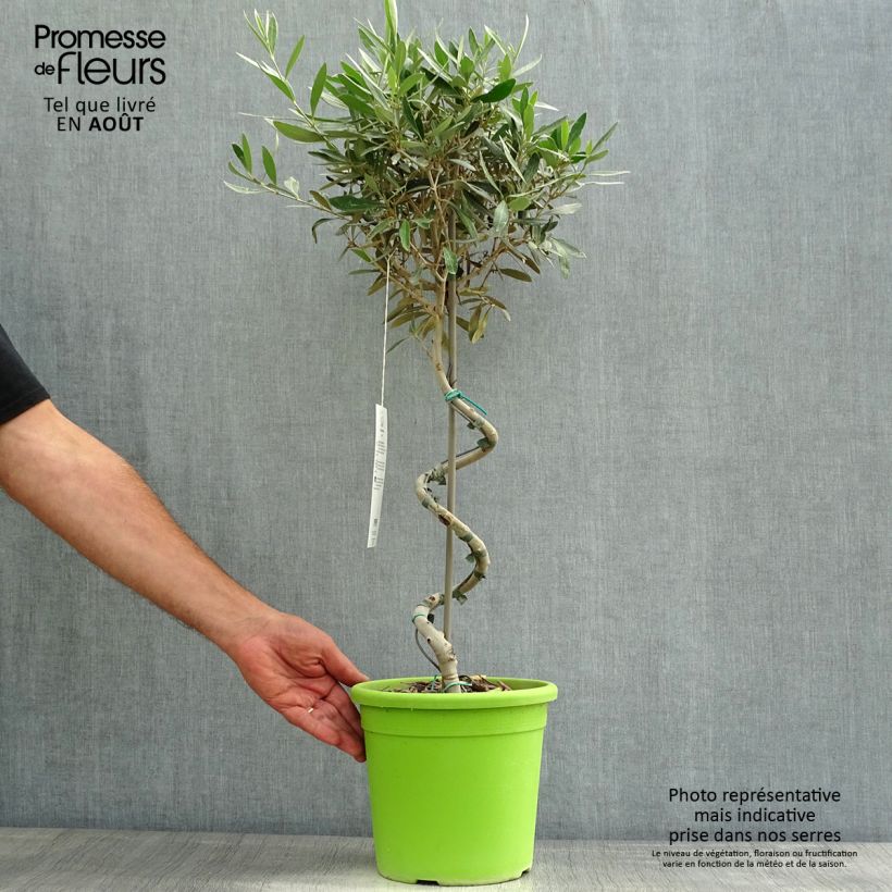 Exemplaar van Olea europaea - Olijfboom op een steel Pot van 4 l/5 l, Stengel zoals geleverd in de zomer