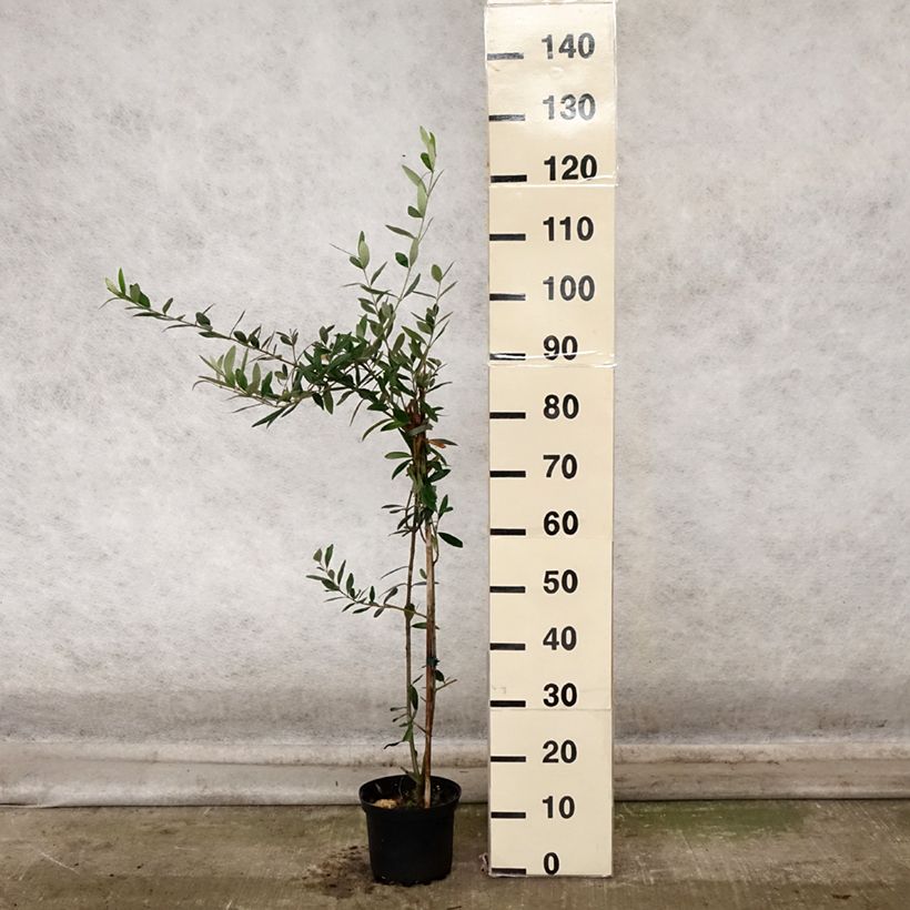 Exemplaar van Olivier Frantoio - Olea europaea Pot de 3L/4L zoals geleverd in de herfst