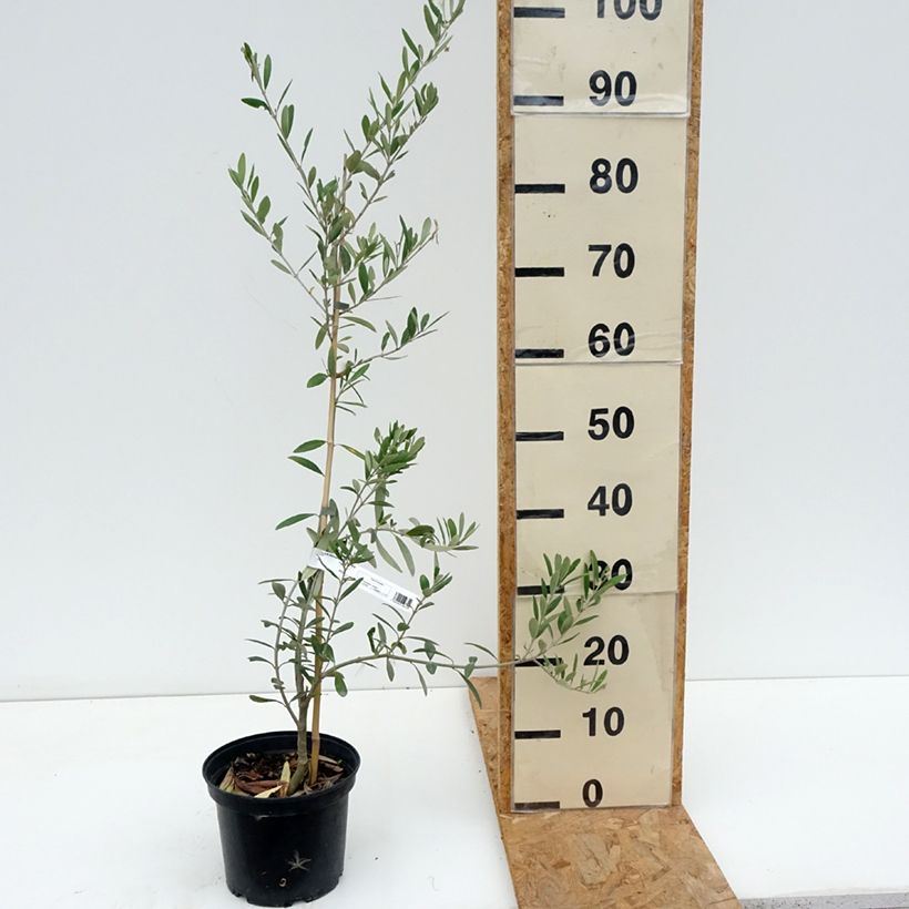 Exemplaar van Olijfboom Lucques Pot van 3 l/4 l, Pol zoals geleverd in de zomer