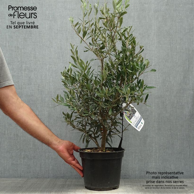 Exemplaar van Olijfboom Negrette Pot van 4 l/5 l zoals geleverd in de herfst