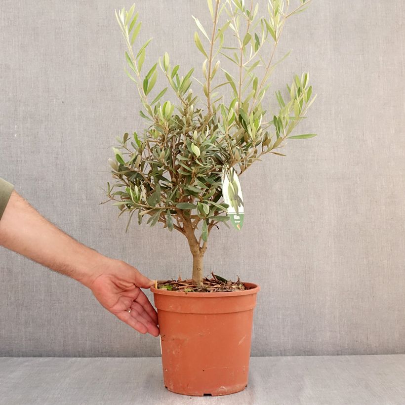 Exemplaar van Olea europaea - Olijfboom Pot van 2 l/3 l, Struik zoals geleverd in de zomer