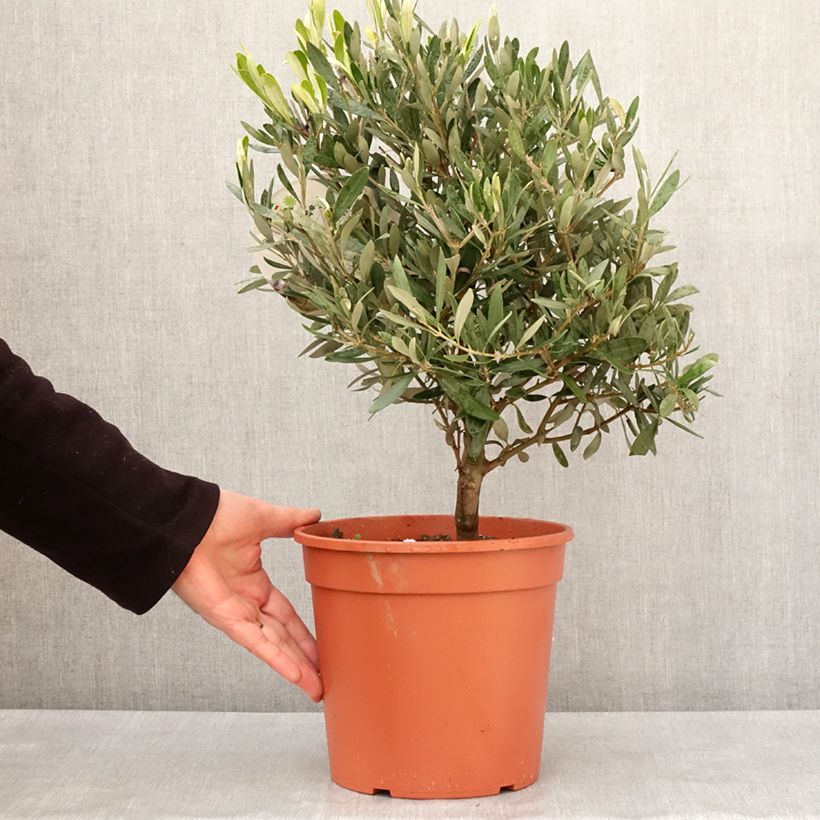 Exemplaar van Olivier - Olea europaea Pot de 2L/3L, Buisson, touffe zoals geleverd in de winter