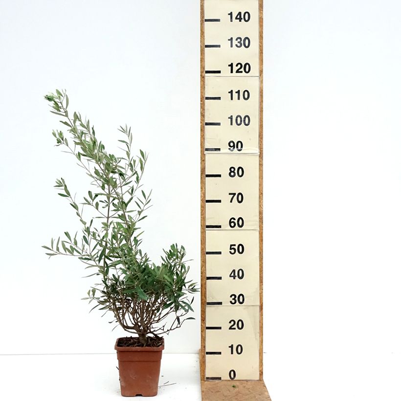 Exemplaar van Olea europaea - Olijfboom Pot van 2 l/3 l, Struik zoals geleverd in de herfst
