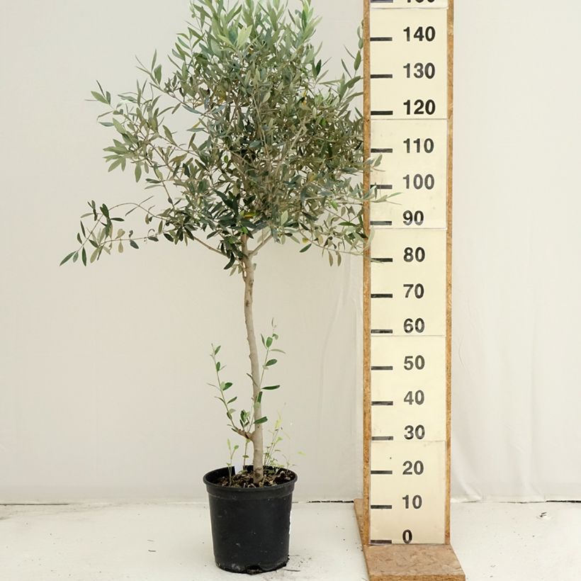 Exemplaar van Olea europaea - Olijfboom Pot van 7,5 l/10 l, Struik zoals geleverd in de zomer