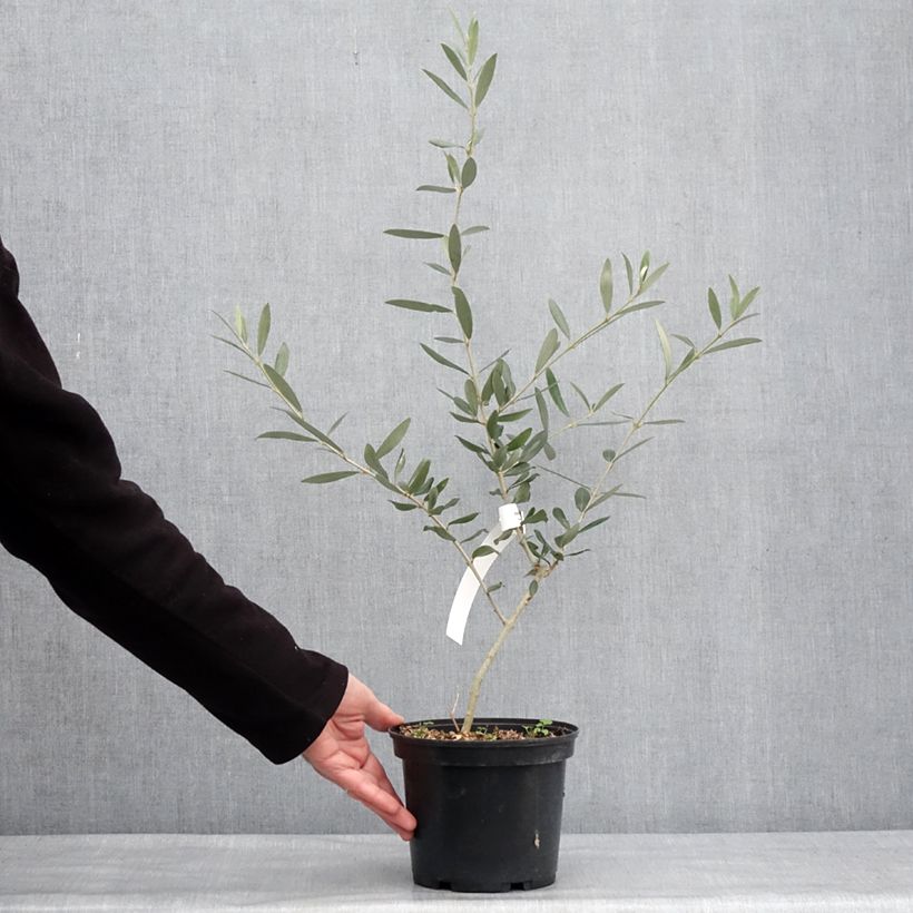 Exemplaar van Olivier Picholine - Olea europaea Pot de 3L/4L, Touffe zoals geleverd in de winter