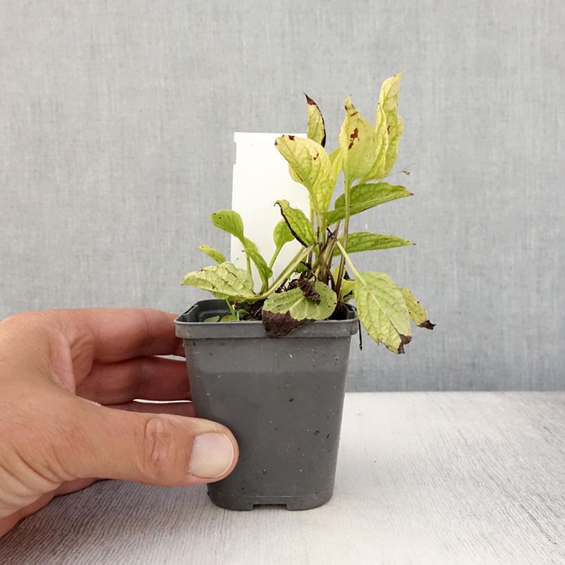 Exemplaar van Omphalodes verna Alba - Amerikaans vergeet-mij-nietje Kweekpotje van 8/9 cm zoals geleverd in de zomer