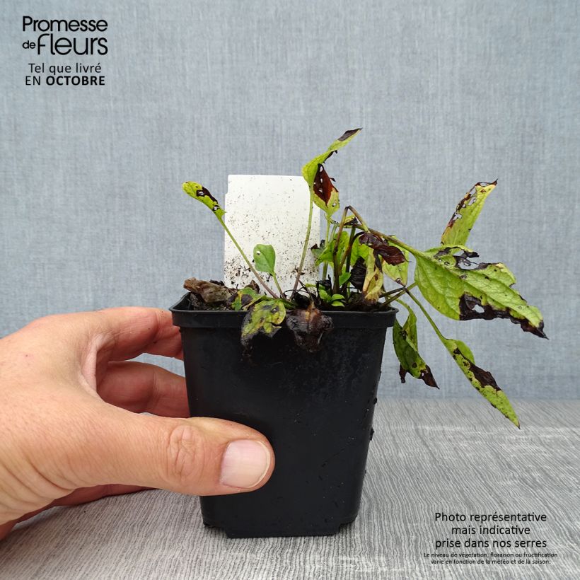 Exemplaar van Omphalodes verna - Amerikaans vergeet-mij-nietje Kweekpotje van 8/9 cm zoals geleverd in de herfst