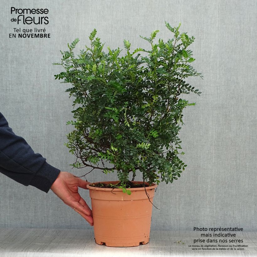 Exemplaar van Operculicarya decaryi - Olifantenboom Pot van 7,5 l/10 l zoals geleverd in de herfst