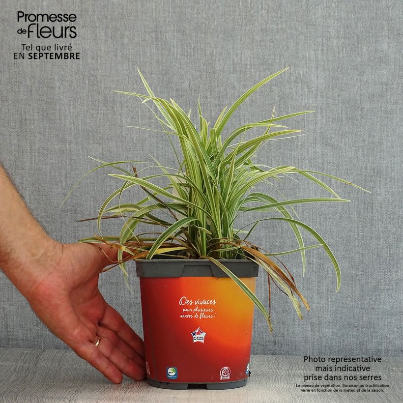 Exemplaar van Ophiopogon jaburan Albo Variegata - Slangenbaard Pot van 2 l/3 l zoals geleverd in de zomer