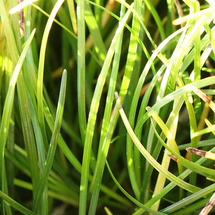 Ophiopogon chingii - Chinese slangenbaard (Blad)