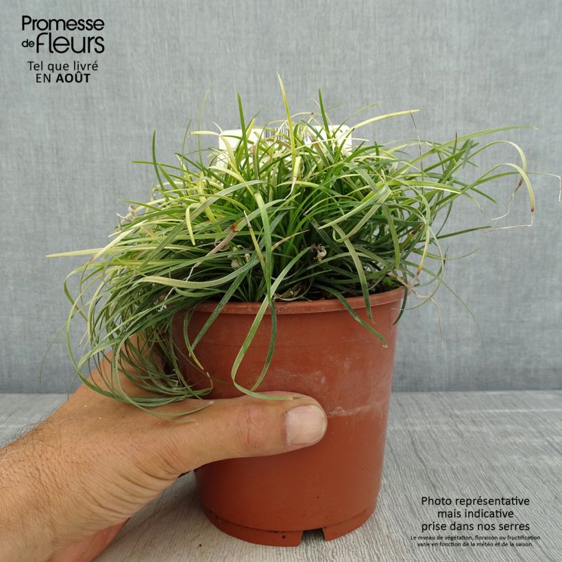 Exemplaar van Ophiopogon chingii - Chinese slangenbaard Pot van 1 l/1,5 l zoals geleverd in de zomer