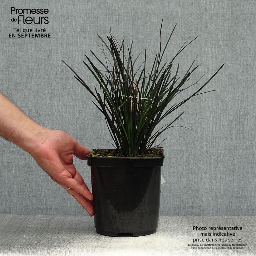 Exemplaar van Ophiopogon Hosoba Kokuryu - Slangenbaard Pot van 2 l/3 l zoals geleverd in de herfst