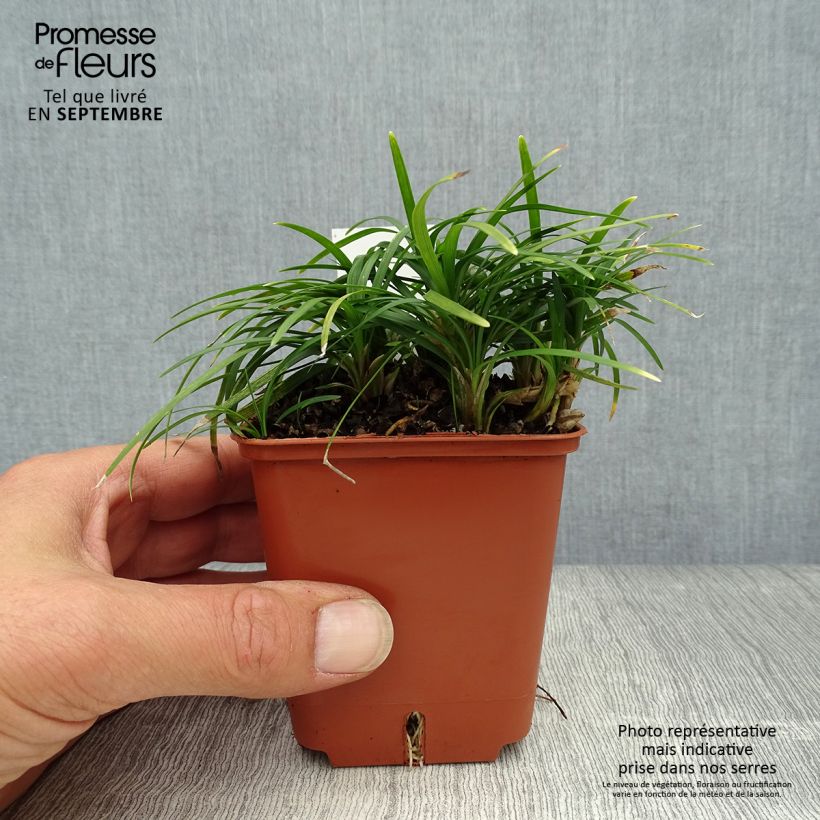 Exemplaar van Ophiopogon japonicus Minor - Japanse slangenbaard Kweekpotje van 8/9 cm zoals geleverd in de herfst