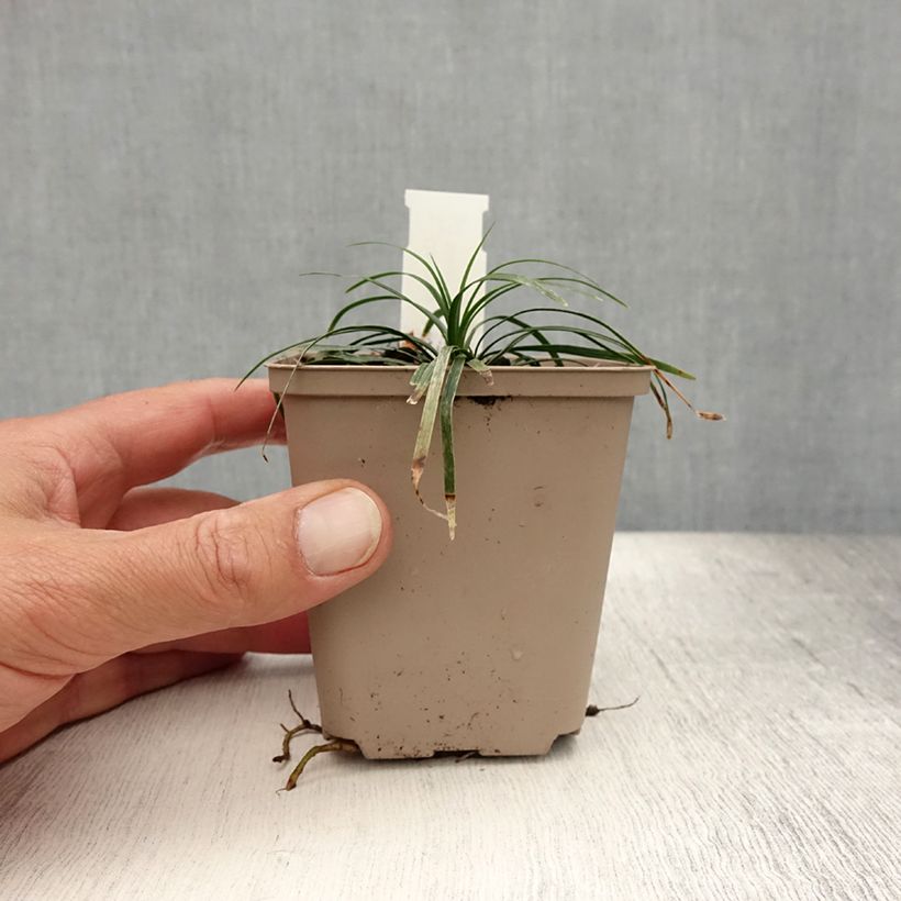 Exemplaar van Ophiopogon japonicus Minor - Japanse slangenbaard Kweekpotje van 8/9 cm zoals geleverd in de zomer