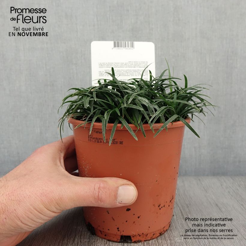 Exemplaar van Ophiopogon japonicus Minor - Japanse slangenbaard Pot van 1 l/1,5 l zoals geleverd in de herfst