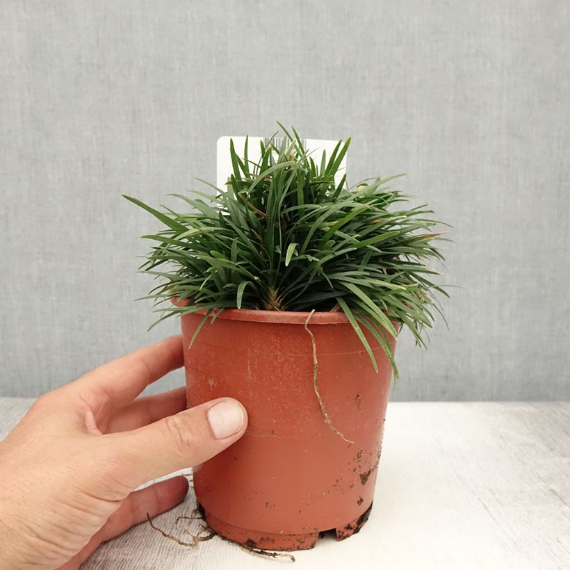 Exemplaar van Ophiopogon japonicus Minor - Japanse slangenbaard Pot van 1 l/1,5 l zoals geleverd in de zomer